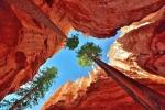 A Canyon Where Gigantic Pines Grow