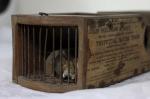 155-Year-Old Mouse Trap in a Museum Claims Another Victim