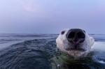 polar bear swim