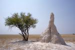 The Termite Mounds of Okavango Delta