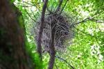 City Crows Build Nests Out of Coat Hangers